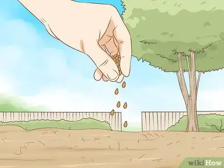 Image titled Plant a Mesquite Tree Step 5