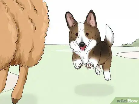 Image titled Identify a Cardigan Welsh Corgi Step 10