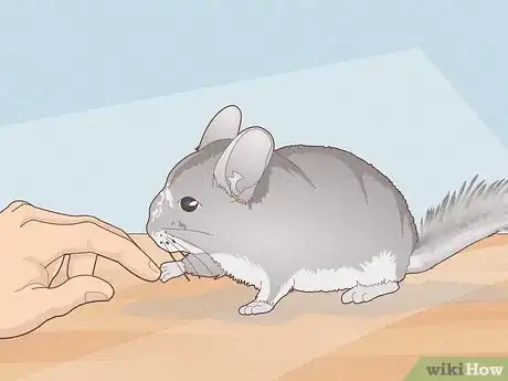 Image titled Have Healthy Relationships with Animals Step 4