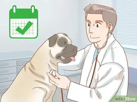 Image titled Care for an English Mastiff Step 6