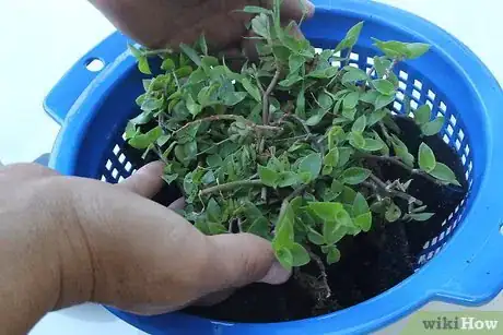 Image titled Use a Colander As a Planter Step 9