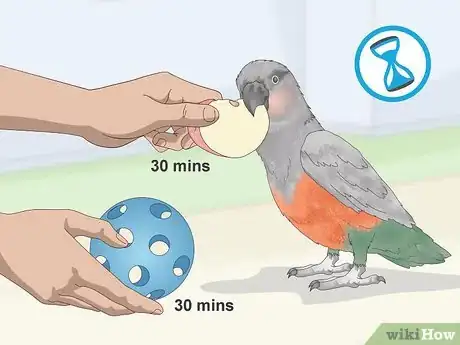 Image titled Know if a Red Bellied Parrot Is Right for You Step 2
