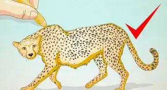 Draw a Cheetah