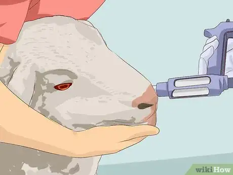 Image titled Drench Sheep Step 10