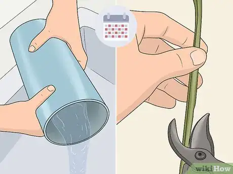 Image titled Cut Gladiolus Step 7