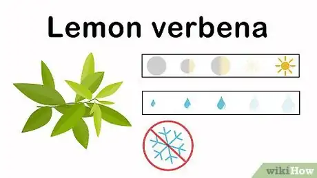 Image titled Grow an Herbal Tea Garden Step 7