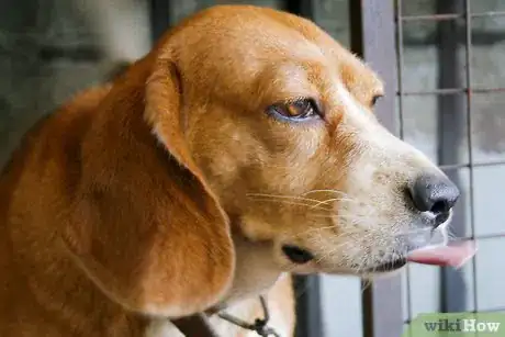 Image titled Maintain a Pet's Hair Step 7