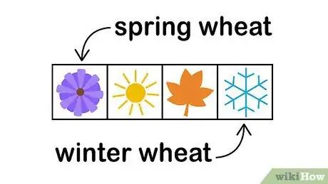 Image titled Plant Wheat Step 4