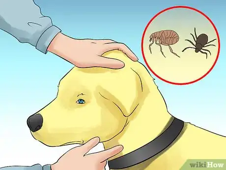 Image titled Walk a Dog in the Woods Step 7