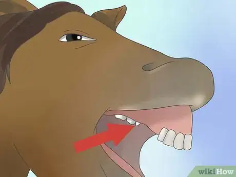 Image titled Take Proper Care of Your Horse's Teeth Step 7