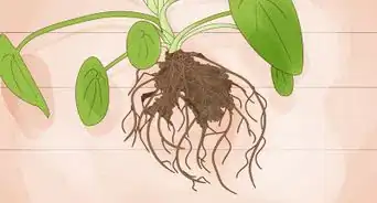 Prevent over Watering in House Plants