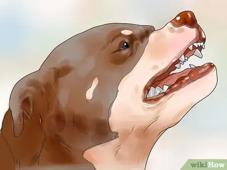 Image titled Diagnose Arthritis in Rottweilers Step 5