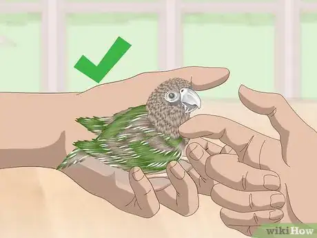 Image titled Know if a Hawk‐Headed Parrot Is Right for You Step 6