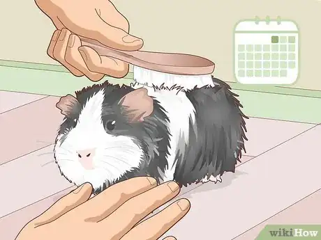 Image titled Ensure a Happy Life for Your Guinea Pig Step 26