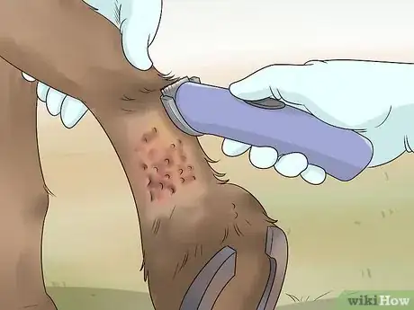 Image titled Treat Grease Heel in Horses Step 1
