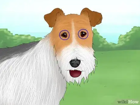 Image titled Identify a Wire Fox Terrier Step 3