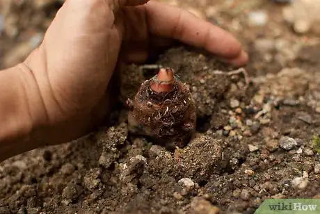 Image titled Grow Elephant Ear Plants Step 6