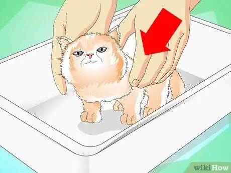 Image titled Give a Kitten a Bath Step 3