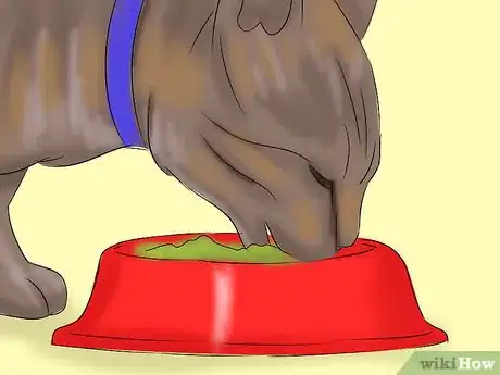 Image titled Help a Cat with Epileptic Seizures Step 11