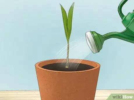 Image titled Plant an Areca Palm Step 12