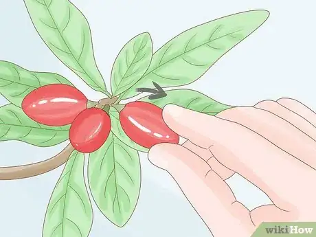 Image titled Grow Miracle Berries Step 20