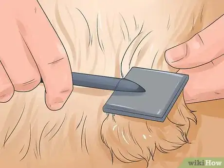 Image titled Groom a Longhair Dog Step 2