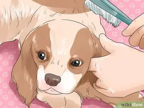 Image titled Care for English Springer Spaniels Step 5