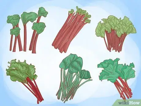 Image titled Buy Rhubarb Step 7