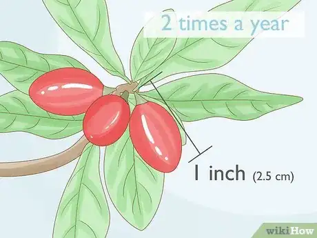Image titled Grow Miracle Berries Step 19