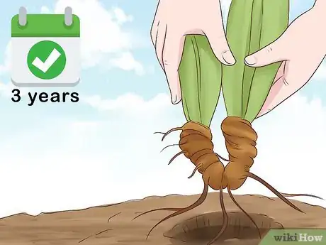 Image titled Grow Orris Root Step 11