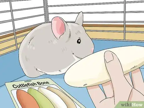 Image titled Handle Calcium Deficiency in Chinchillas Step 8