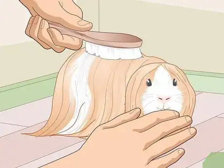 Image titled Prepare a Guinea Pig for Show Step 17