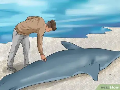 Image titled Care for a Beached Animal Step 2