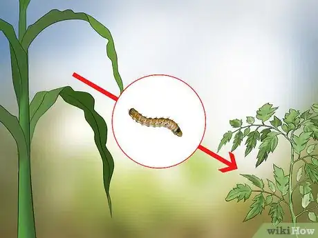 Image titled Control Corn Ear Worms Step 4