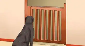 Deal with Having a Visually Impaired Dog