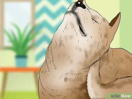 Image titled Treat Flea Bites on Dogs Step 2