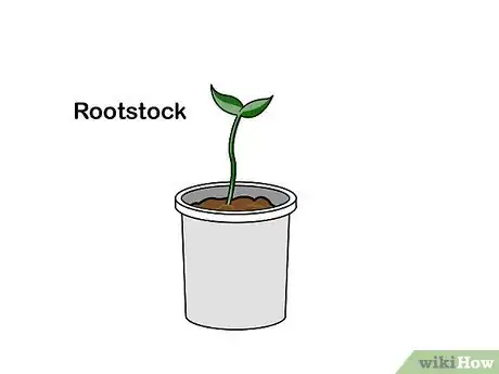 Image titled Grow Hydroponic Strawberries Step 11