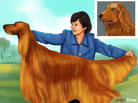 Image titled Care for an Irish Setter Step 8