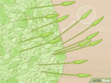 Image titled Identify Bryophytes Step 2