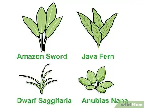 Image titled Grow Freshwater Aquarium Plants Step 1