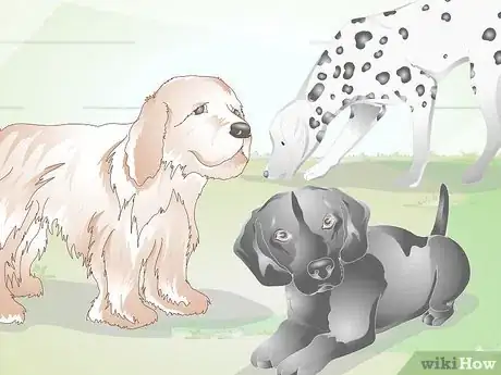 Image titled Diagnose Ingrown Eyelids in Dogs Step 6