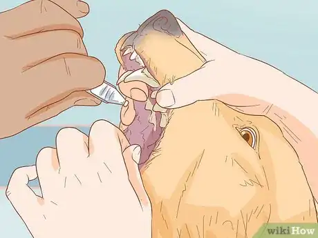 Image titled Treat Skin Allergies in Golden Retrievers Step 15