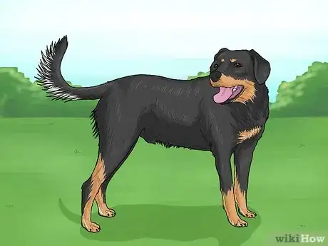 Image titled Identify a Smaland Hound Step 6