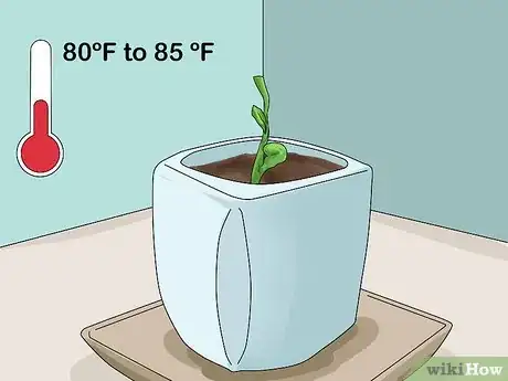 Image titled Grow a Choko Vine Step 3