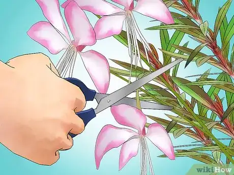 Image titled Grow Gaura Step 15