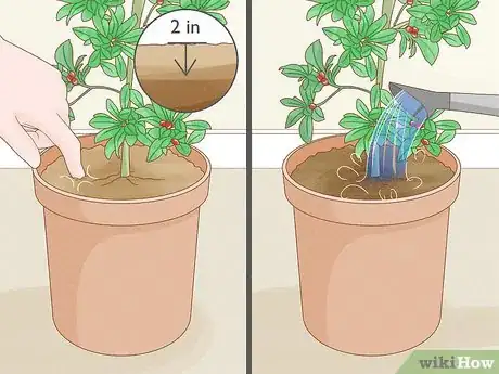 Image titled Grow Miracle Berries Step 11