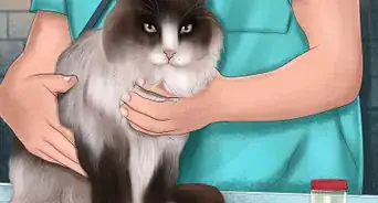 Prevent Ticks on Cats