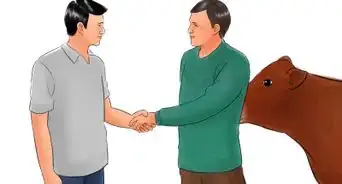 Identify Brown Swiss Cattle