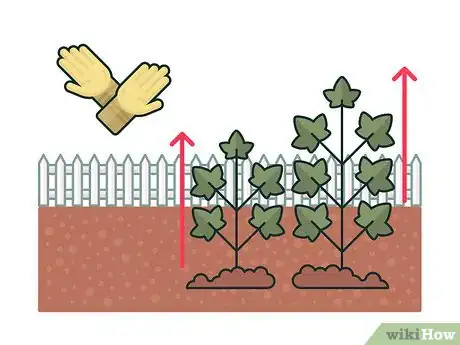 Image titled Get Rid of Ivy Step 10
