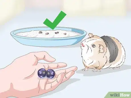 Image titled Give Your Guinea Pig Treats Step 7